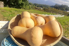 高原で育ったバターナッツ５ｋｇ
