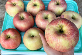 訳ありご家庭用🍎ふじにそっくりな「ほのか」3kg 低農薬で皮ごとおいしい特別栽培りんご