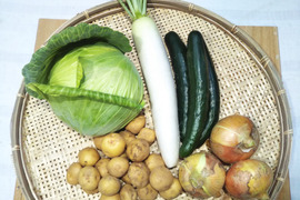 農家あるあるキュウリの入った今夜だけの出展 【少量食べ切りサイズ】 きゅうり３本・キャベツ１玉・大根１本・Ｓサイズ新じゃが１Ｋｇ・新たまねぎ１Ｋｇのセット