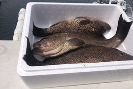 【活き締め】刺身用オオモンハタ大型3匹。2.5〜3kg （船上出品）　
刺身　ハタ　魚