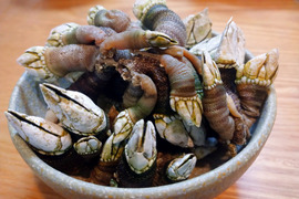 三重県鳥羽市より直送！ 磯の恵み 天然カメノテ 1kg