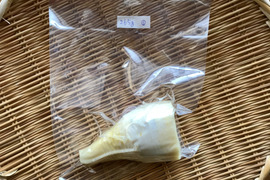 ４月中旬収穫【水煮たけのこ】（265g）朝堀り・やわらか・お手頃サイズ♪（岡山県産筍）220415-1