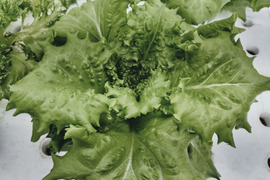 農薬、化学肥料不使用　やわらか食感バタビアレタス