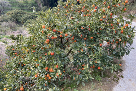 【木取り】ブラッドオレンジ（タロッコ）（３ｋｇ）甘く爽やかな酸味で味わい深い！サンプル糖度１２～１３．８度