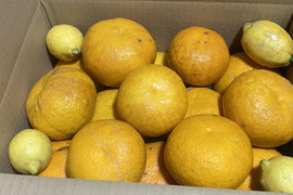 庭先の甘夏 6kg｜季節を仕込む甘夏しごと｜加工用＋レモン4個付き