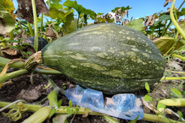 ロロン （約1.5kg 1-2玉）★旨味がトロけ出す！甘さ濃厚なカボチャ【冬ギフト】