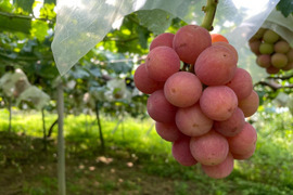 【数量限定】大粒の赤色ぶどう“悟紅玉”のお試し粒パック（約900g）