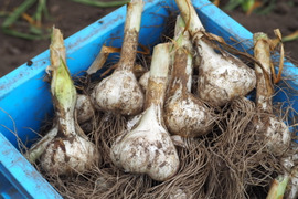 【セット商品】生にんにく24玉と訳あり土付き生にんにく20玉