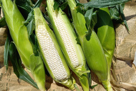 【数量限定】ホワイトコーン7本 前後（冷蔵）恵味