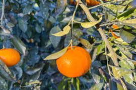 ［2kg］《あすみ》濃厚でコクのある甘さ×パリパリ食感の果肉！（大小混合・訳あり）