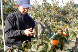 美味しさに自信あり！　甘柿「陽豊」10～1４個3.5kg以上　令和5年・６年・７年「太秋柿」茨城県知事賞を受賞した栽培技術と柿愛あふれる情熱で育てています。