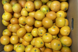 【ゆら早生】小玉3キロ　有田みかん