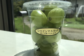 【冷蔵便】大粒！パリッと新鮮☆山梨県産シャインマスカット《カップ》 約200g×4P 【2025年予約】