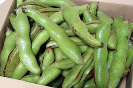 期間限定！朝採りソラマメ　1ｋｇ【農薬、化学肥料不使用】