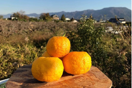 黒潮柚子「香」 kaoru　1ｋｇ
