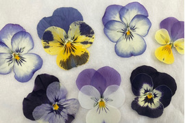 押し花　エディブルフラワー　10輪
