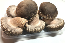 原木栽培 肉厚生しいたけ特秀品 800g以上 クール便　原木椎茸