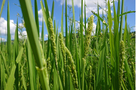 自然栽培のお米『ハッピーヒル』白米２ｋｇ