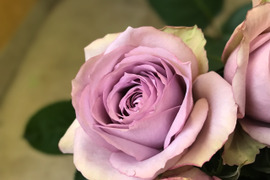 【ライラッククラシック12本】4月限定！1日1束☆ラベンダー色の人気品種☆（ご自宅用簡易ラッピング）