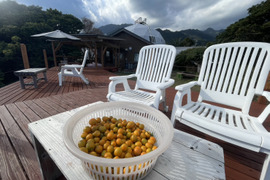 食べごろ！世界自然遺産『屋久島』のキンカン1.5kg