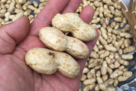 秋を感じよう！生落花生　[おおまさり]　1キロ　じっくり育てました！栽培期間中農薬不使用