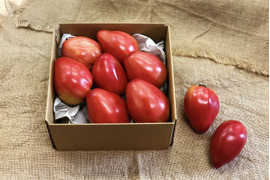イタリアで人気！【固定種】Cuor di bueトマト《化学肥料・農薬不使用》1㎏