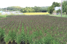 【令和７年度新米】古代米「ミドリもち」もち玄米(5Kg) リンゴガイ農法で安全・安心・美味の新米