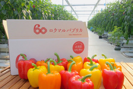 甘く、厚く、みずみずしい！国産完熟パプリカ mix Lサイズ