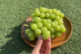 【数量限定】むぎゅっと濃い果汁！シャインマスカット２房(本州限定）
