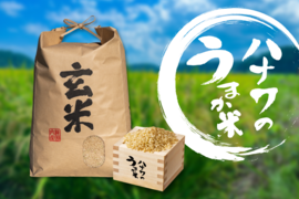 【一等米】令和4年 コシヒカリ 30kg（玄米）
