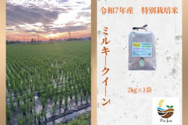R7年産特別栽培米　ミルキークイーン　2㎏
