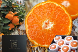 【夏ギフト】【お中元】とろける甘さのハウスみかん！薄皮で果汁たっぷり！冷やしてやみつき！ネットで話題のブランドみかん「蜜ツ星（みつぼし）」　黒化粧箱（中）　Mサイズ　秀品　１２玉入　【商品番号04】