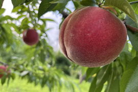 【贈答用】夢みずき2kg🍑