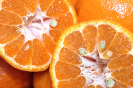 【濃厚な味と香り＆種あり】今津ぽんかん《ご家庭用 2kg》｜サイズ混合｜愛媛・西宇和産