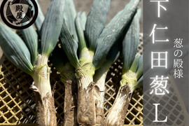 殿様も愛した「下仁田葱」Lサイズ12本