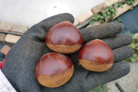 【ねっとり甘い 大粒栗 厳選】甘く香り高い栗　岸根　農薬不使用  無肥料  除草剤不使用 約900g