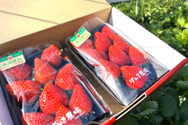 《濃厚しっとり美味しいイチゴ♪》よつぼし280g×2パック　佐賀県基山町産