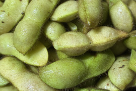 【ムチムチ極大粒❣️】能勢黒枝豆 《出荷日収穫》枝付き1kg 😋👍豊かなボリュームと深いコク‼️大阪府エコ農産物“大阪産（もん）”認証。
