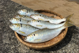 コノシロ（ツナセ）4匹とおまけ　本日発送