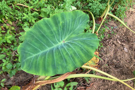 屋久島産里芋　女早生　1.5kg
