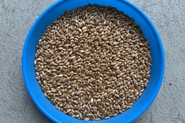有機玄小麦 キタノカオリ 4kg　オーガニック （2026年産）※小麦粉じゃないよ