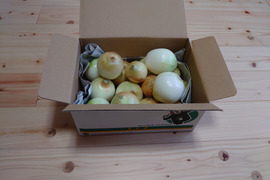 新玉ねぎ早生(2kg)16個〜18個くまモン白色箱60サイズ