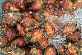 三陸産　海のパイナップル　この時期限定　殻付きホヤ　6kg  3〜4年物