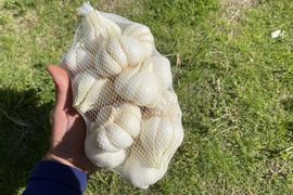 【自然栽培】にんにく 大蒜 ニンニク　1㎏（10～20個）※予約商品　2025年5月中旬～順次発送