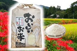 もっちり食感甘い！熊本県産お米（森のくまさん）５ｋｇ/袋