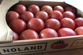 完熟トマト(20個～24個入)