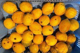 【訳あり】香り爽やか❗安心して使えるレモン栽培期間中農薬不使用2ｋｇ