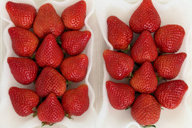 福岡県特産「あまおう」500g  大粒！福岡県エコ農産物認証・こだわり栽培！