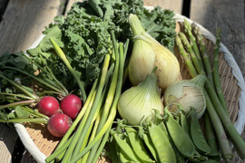 新鮮朝どれ"季節の野菜セット"4～5品目!!鮮度も味も抜群!!