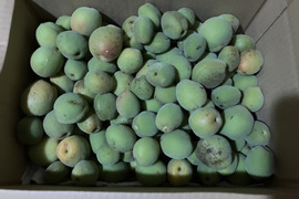 自然栽培♪ 生梅小さめ2kg